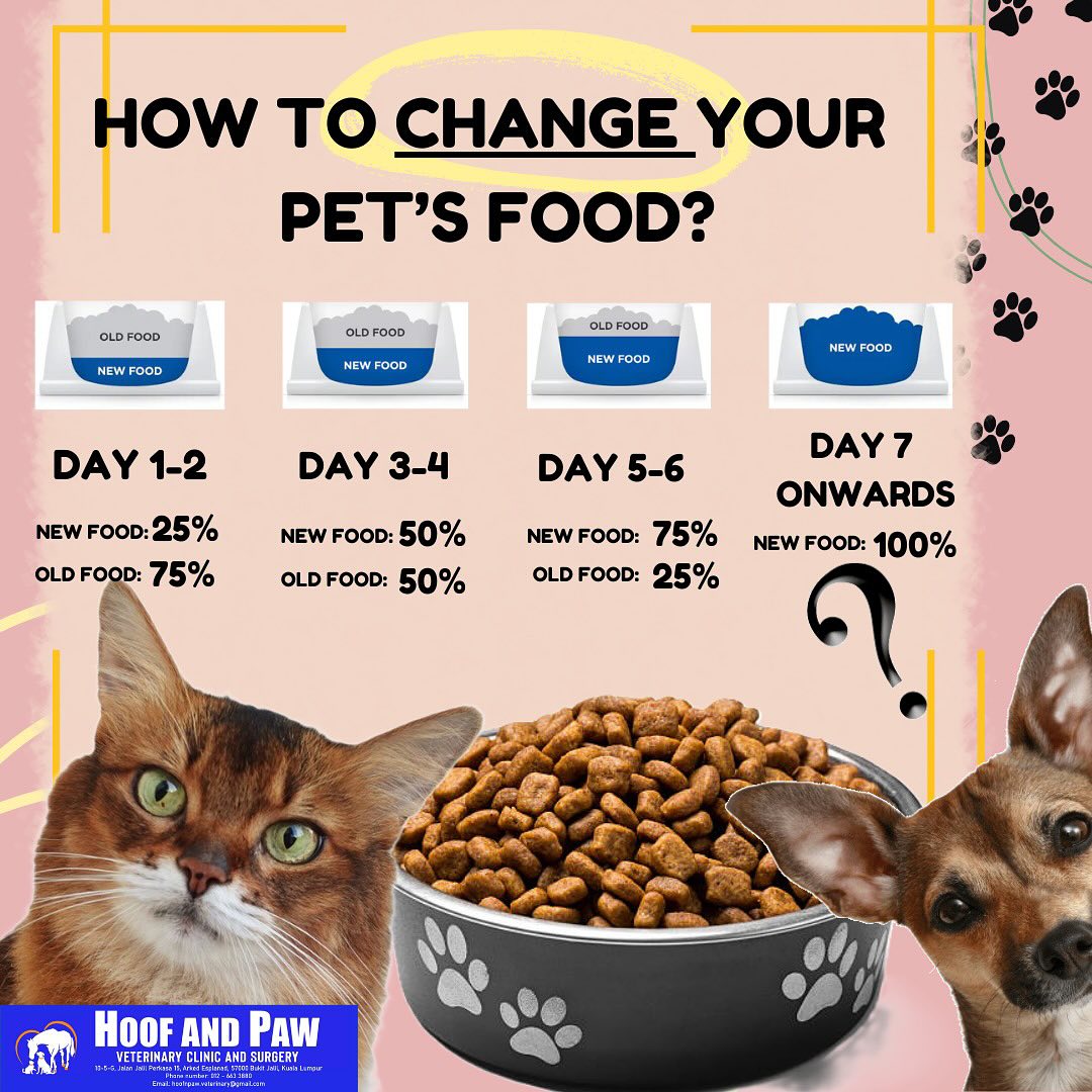 How to change your pet's food
