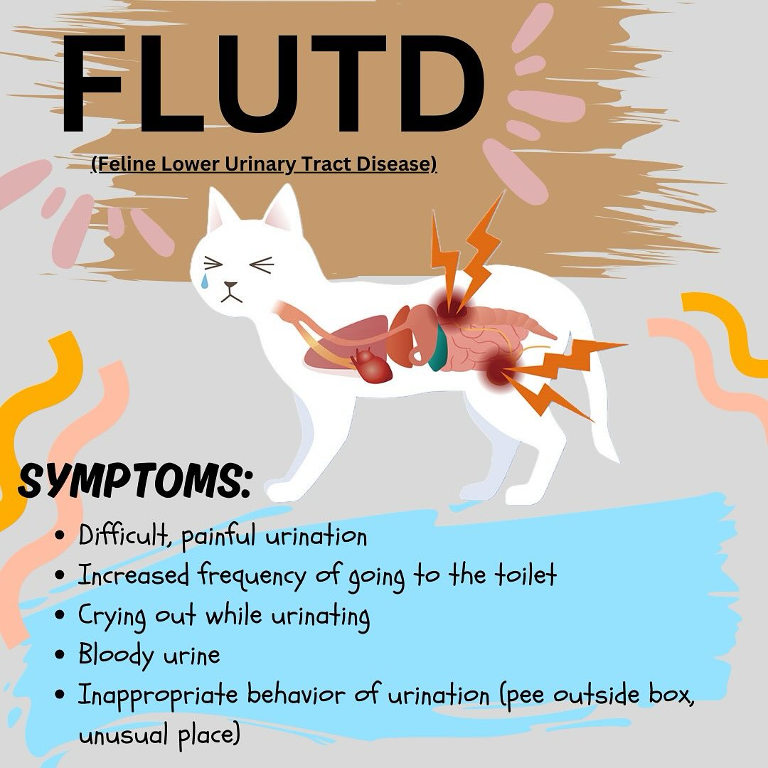 FLUTD
