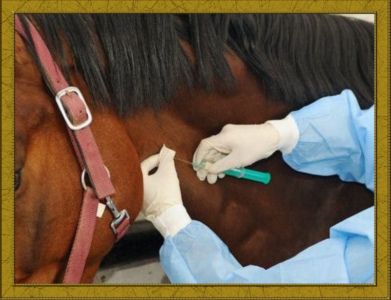 Vet injecting horse