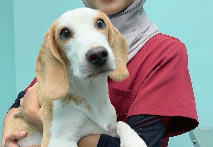 Beagle Dog